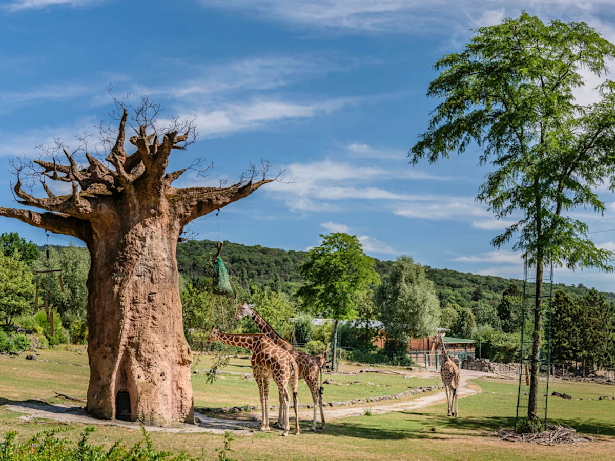 Afrika-Savanne im Opel-Zoo; Foto: Opel Zoo